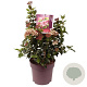 Viburnum tin. Lisarose 50 cm 10L