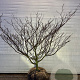 Cornus controversa 150-175 cm met kluit