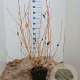 Cornus sang. 'Midwinter Fire' 60-80 cm 7,5L