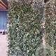 Elaeagnus ebbingei 130 cm container lage leivorm