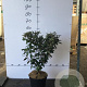 Elaeagnus ebb. 'Compacta' 60-70 cm 7,5L