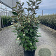 Elaeagnus ebb. 'Compacta' 80-100 cm 9L