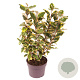Elaeagnus ebb. 'Viveleg' 30-40 cm 3,0L