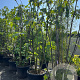 Ficus carica 250 cm cont. 90L meerstammig solitair