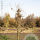 Pyrus c. 'Conference' 20-25 cm draadkluit