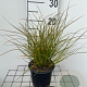 Carex testacea 20-25 cm C1.3