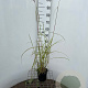 Miscanthus sin. 'Ferner Osten' 40-50 cm 2,5L