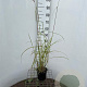 Miscanthus sin. 'Ferner Osten' 40-50 cm 2,5L