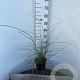 Miscanthus sin. 'Gracillimus' 30-40 cm 2,5L