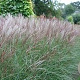 Miscanthus sin. 'Kleine Silbersp.' 40-60 cm P9