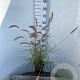Pennisetum or. 'Flamingo' 30-40 cm 2,5L