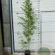 Phyllostachys bissetii 175-200 cm 10L