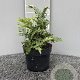 Polypodium vulg. 'Bifido Multifid.' GM 2,0L