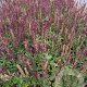 Salvia nem. 'Rose Queen' GM P9