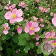 Anemone h. Rose Shades GM 2,0L