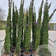 Cupressus sempervirens 200-250 cm 30L