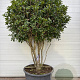 Osmanthus Aquifolium GM container meerstammig