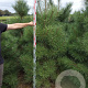 Pinus nigra nigra 175-200 cm draadkluit