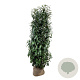 Prunus l. Elly 200-225 cm met kluit extra