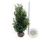 Prunus l. Renault Ace 125-150 cm met kluit extra