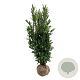 Prunus l. Renault Ace 175-200 cm met kluit extra