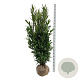 Prunus l. Renault Ace 175-200 cm met kluit extra