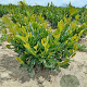 Prunus l. Titan 125-150 cm met kluit solitair