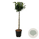 Prunus l. Titan 90 cm stam 15L