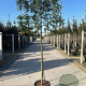 Prunus lusitanica 'Brenelia' 8-10 HO met kluit opgepot lei 140x120