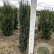 Taxus b. 'Fastigiata Robusta' 100-120 cm met kluit