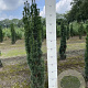 Taxus b. 'Fastigiata Robusta' 100-120 cm met kluit