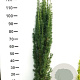 Taxus b. 'Fastigiata Robusta' 100-120 cm met kluit