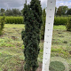 Taxus b. 'Fastigiata Robusta' 120-130 cm met kluit 