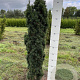 Taxus b. 'Fastigiata Robusta' 120-130 cm met kluit 