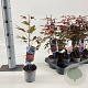 Acer pal. 'Atropurpureum' 25-30 cm P10,5
