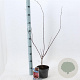 Acer pal. 'Atropurpureum' 30-40 cm 2,0L
