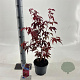 Acer pal. 'Atropurpureum' 30-40 cm 2,0L