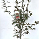 Acer pal. 'Atropurpureum' 80-100 cm 7,5L