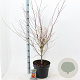 Acer pal. 'Katsura' 60-70 cm 10L