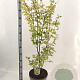 Acer pal. 'Summer Gold' 80-100 cm 10L
