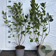 Aronia melanocarpa 60-80 cm 2,0L