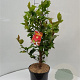 Camellia j. 'Dr King' 60-70 cm 5,0L