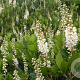 Clethra alnif. 'Hummingbird' 30-40 cm 3,0L