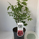 Euonymus alatus 40-50 cm 3,0L