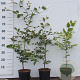 Fagus sylvatica 40-60 cm 2,0L