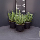 Lavandula ang. 'Dwarf Blue' GM 2,0L