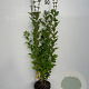 Ligustrum ovalifolium 80-100 cm 3,0L