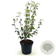Philadelphus 'Lemoinei' 40-50 cm 3,0L