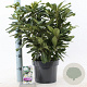 Rhododendron 'Madame Masson' 30-40 cm 5,0L