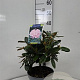 Rhododendron (Y) 'Silberwolke' 25-30 cm 5,0L